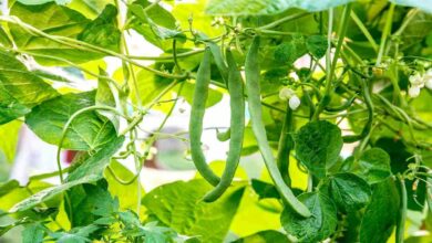 Beans farming