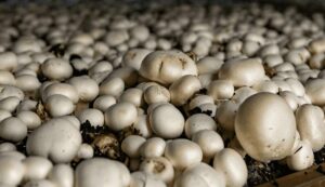 Benefits of mushroom farming