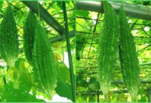 Bitter gourd cultivation