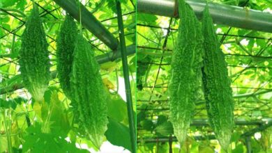 Bitter gourd cultivation