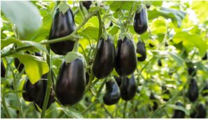 Brinjal cultivation