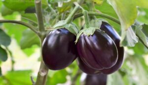 Brinjal cultivation