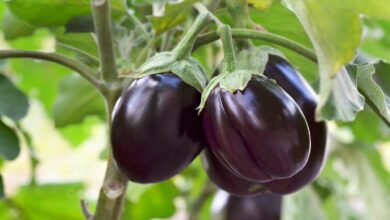 Brinjal cultivation