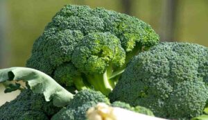 Broccoli farming