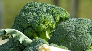 Broccoli farming