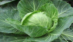 Cabbage cultivation 