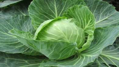 Cabbage cultivation