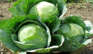 Cabbage farming 