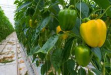 Capsicum cultivation