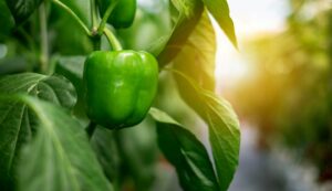 Capsicum cultivation