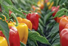 Capsicum cultivation