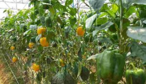 Capsicum cultivation