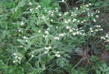 Carrot Grass