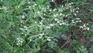 Carrot Grass