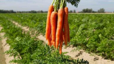 Carrot cultivation