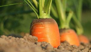 Carrot farming