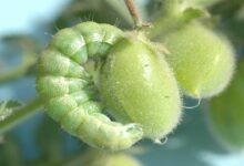 Chickpea Pest Tips