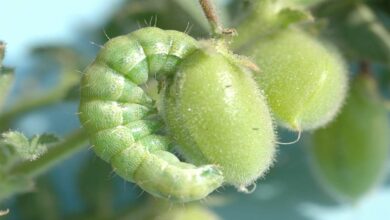 Chickpea Pest Tips