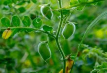 Chickpea and pea crop