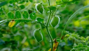 Chickpea and pea crop