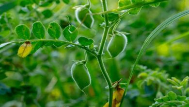 Chickpea and pea crop