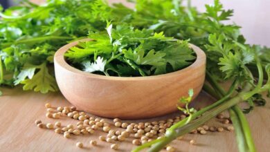 Coriander cultivation