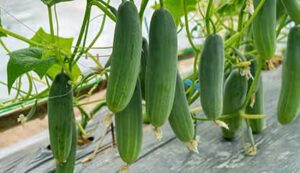 Cucumber cultivation