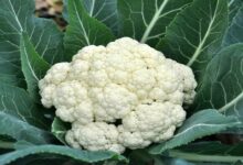 Cultivation of Cauliflower