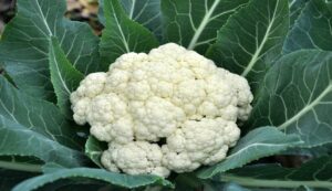 Cultivation of Cauliflower