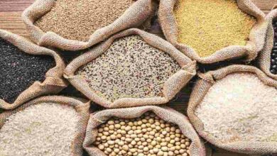 Cultivation of pulses