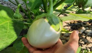 Cultivation of white brinjal