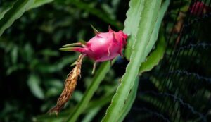 Dragon fruit cultivation