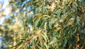 Eucalyptus Trees