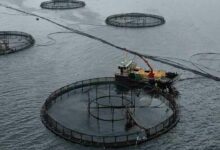 Fish Farming