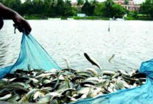 Fish farming