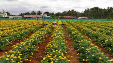 Flower farming