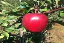 Gala variety Apple