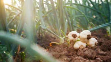 Garlic farming