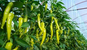 Green chilli crop