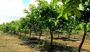 Guava cultivation