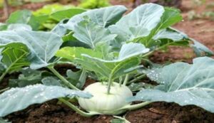 Knot cabbage cultivation