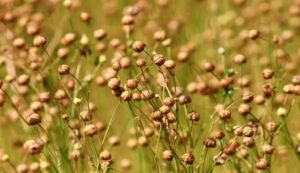 Linseed crop cultivation