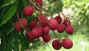 Litchi cultivation