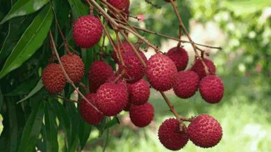 Litchi cultivation