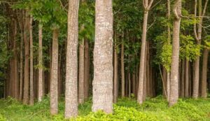 Mahogany Tree Farming