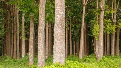 Mahogany Tree Farming