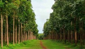 Mahogany tree farming