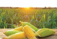 Maize Farming