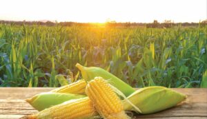 Maize Farming