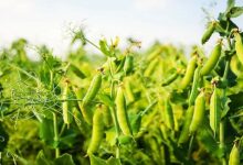 Management of Pea Rust